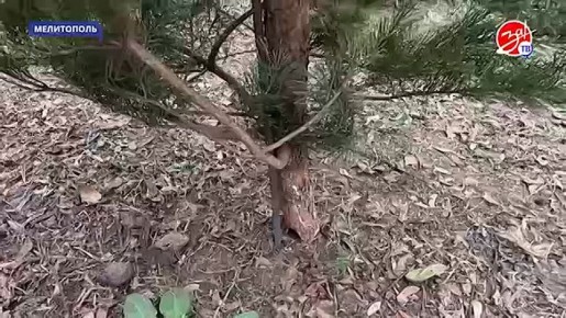 В Мелитополе открылись ёлочные базары