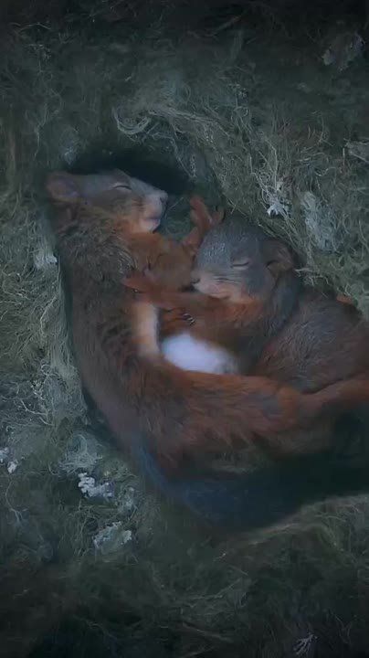 Доброе утро!. Сегодня — воскресенье, до Нового года — 11 дней