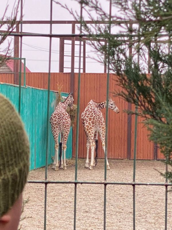 В канун Нового года дети участников СВО из Мелитополя попали на сказочное сафари: запорожский филиал фонда «Защитники Отечества» и региональное министерство молодежной политики организовали для них тур в бердянский зоопарк В канун Нового года дети участников СВО из Мелитополя попали на сказочное сафари: запорожский филиал фонда «Защитники Отечества» и региональное министерство молодежной политики организовали для них тур в бердянский зоопарк
