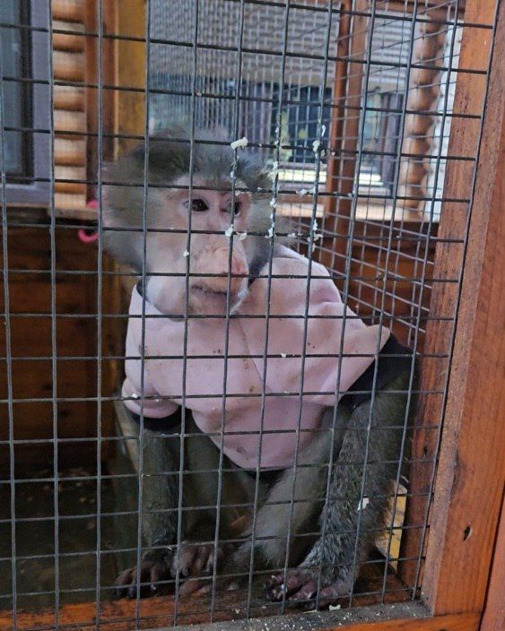 В канун Нового года дети участников СВО из Мелитополя попали на сказочное сафари: запорожский филиал фонда «Защитники Отечества» и региональное министерство молодежной политики организовали для них тур в бердянский зоопарк В канун Нового года дети участников СВО из Мелитополя попали на сказочное сафари: запорожский филиал фонда «Защитники Отечества» и региональное министерство молодежной политики организовали для них тур в бердянский зоопарк