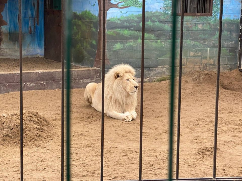 В канун Нового года дети участников СВО из Мелитополя попали на сказочное сафари: запорожский филиал фонда «Защитники Отечества» и региональное министерство молодежной политики организовали для них тур в бердянский зоопарк В канун Нового года дети участников СВО из Мелитополя попали на сказочное сафари: запорожский филиал фонда «Защитники Отечества» и региональное министерство молодежной политики организовали для них тур в бердянский зоопарк