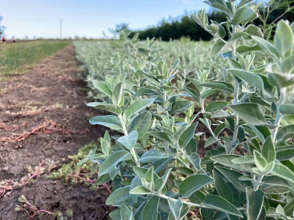 ����� ���������� ������������� ������� �������������� ������������ � ����������� �������