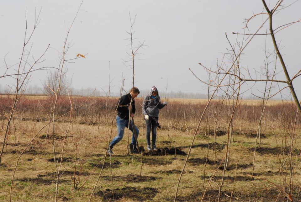 1 млн единиц посадочного материала вырастил «Мелитопольский лесхоз» за год