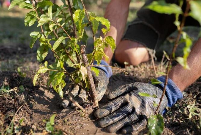 «Мелитопольский лесхоз» вырастил более 1 миллиона саженцев за год