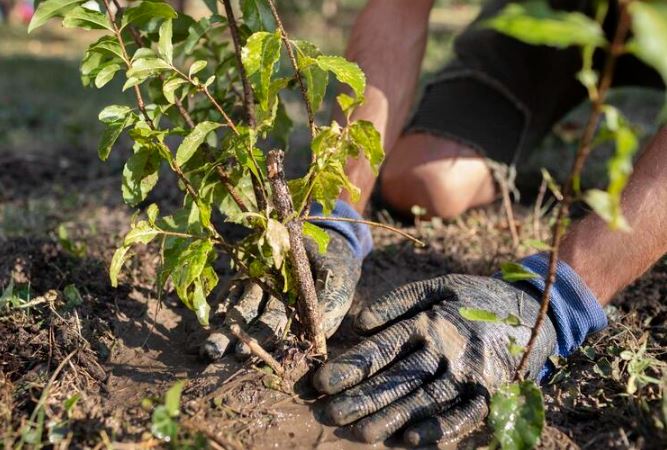 «Мелитопольский лесхоз» вырастил более 1 миллиона саженцев за год