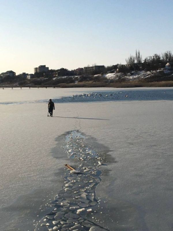 Лебедей спасли из ледяной ловушки в Приморске