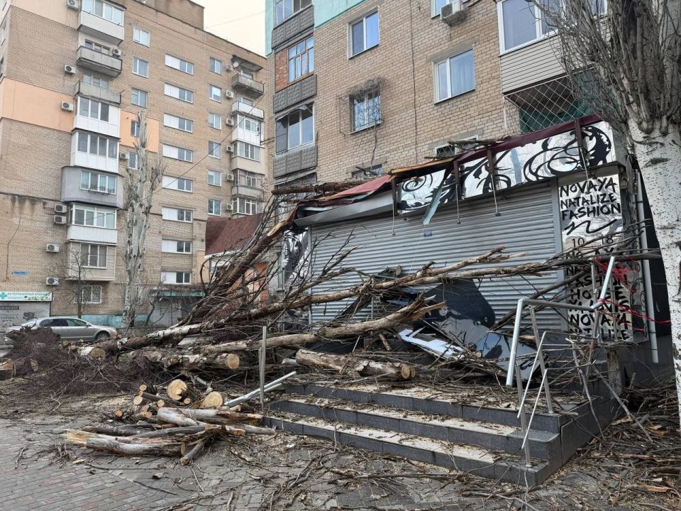 В Мелитополе сегодня попадали тополя В Мелитополе сегодня попадали тополя