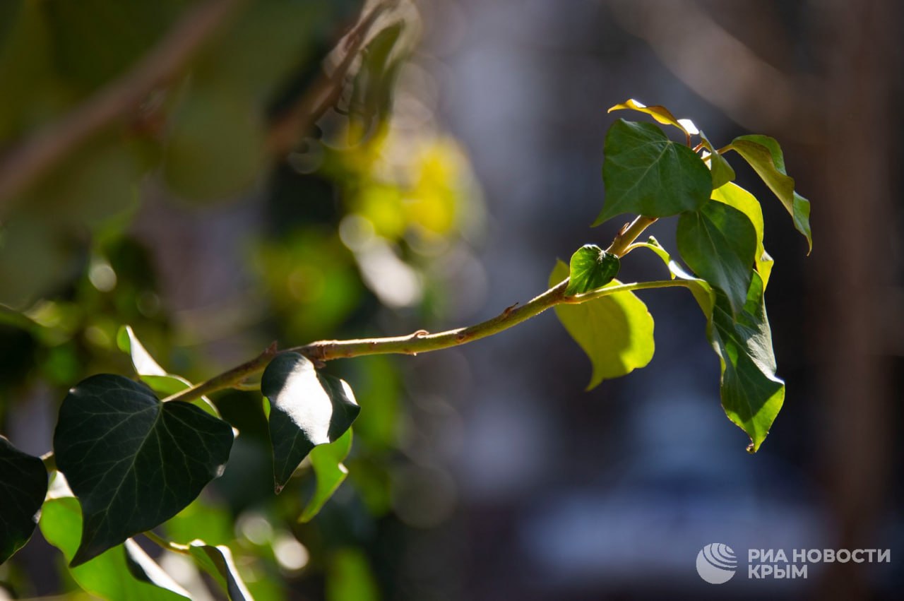 Погода на новых территориях России