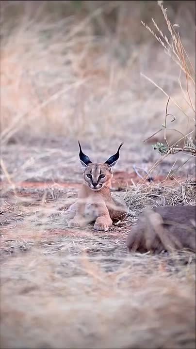 Доброго утра, дорогие мелитопольцы!!!