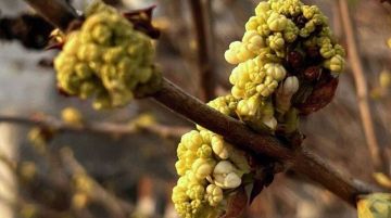 ������ �� ����� ����������� ������