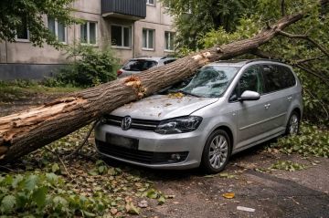 Управляющая компания выплатит более миллиона рублей за упавшее на автомобиль аварийное дерево