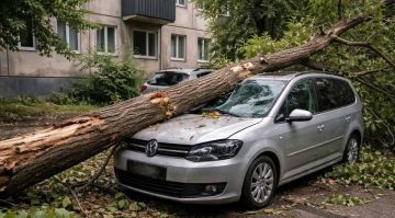 Машина с прибабахом. Жительнице Мелитополя выплатят 1 млн рублей за упавшее на авто дерево