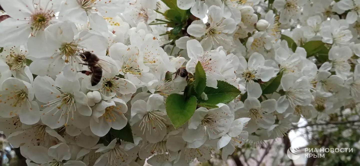 Погода на новых территориях России