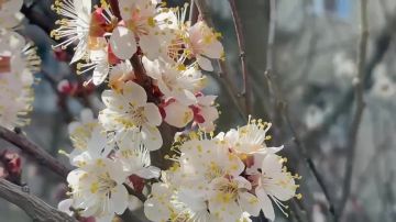 Доброе утро!. Среда, 8 апреля 2026 г. Начинаем день с нежности — в нашем видео цветёт вишня