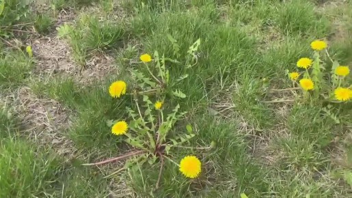 В Мелитополе наступила настоящая весна — повсюду зацвели яркие желтые одуванчики, словно маленькие солнца осветили город