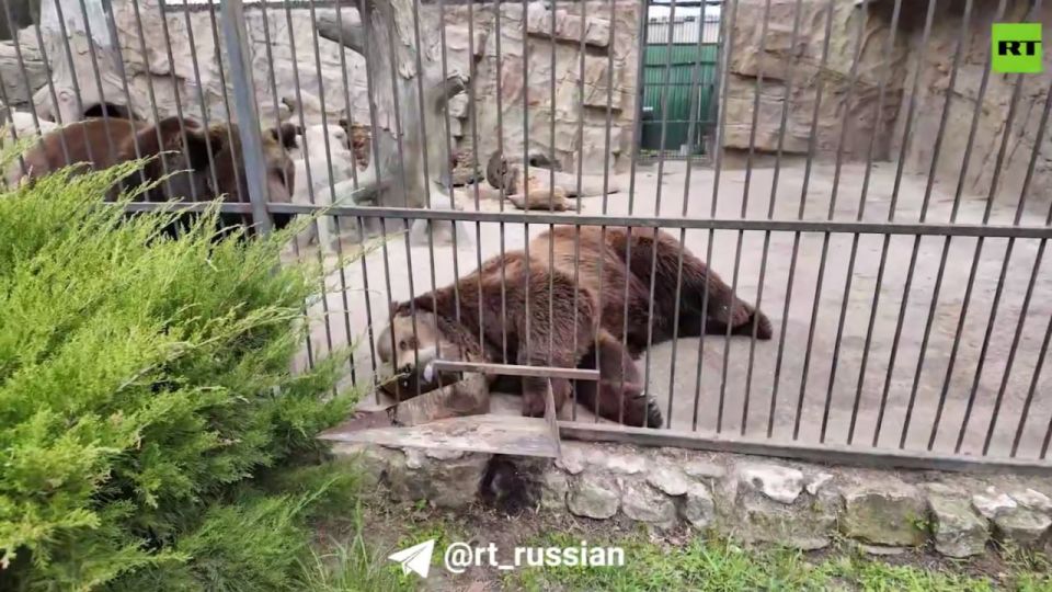 Владелец зоопарка в Васильевке Александр Пылышенко рассказал военкору RT Филиппу Прокудину, как сегодня удаётся сохранять работу зоопарка в непростых условиях Владелец зоопарка в Васильевке Александр Пылышенко рассказал военкору RT Филиппу Прокудину, как сегодня удаётся сохранять работу зоопарка в непростых условиях