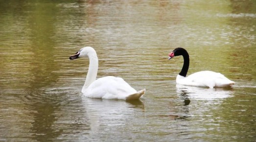 ���� �������� � ���� ��������������� �����