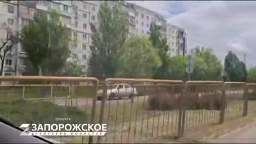 Бердянск: овечка-беглянка и ее преследователи