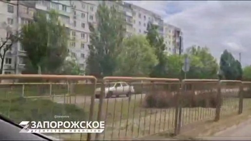 Бердянск: овечка-беглянка и ее преследователи