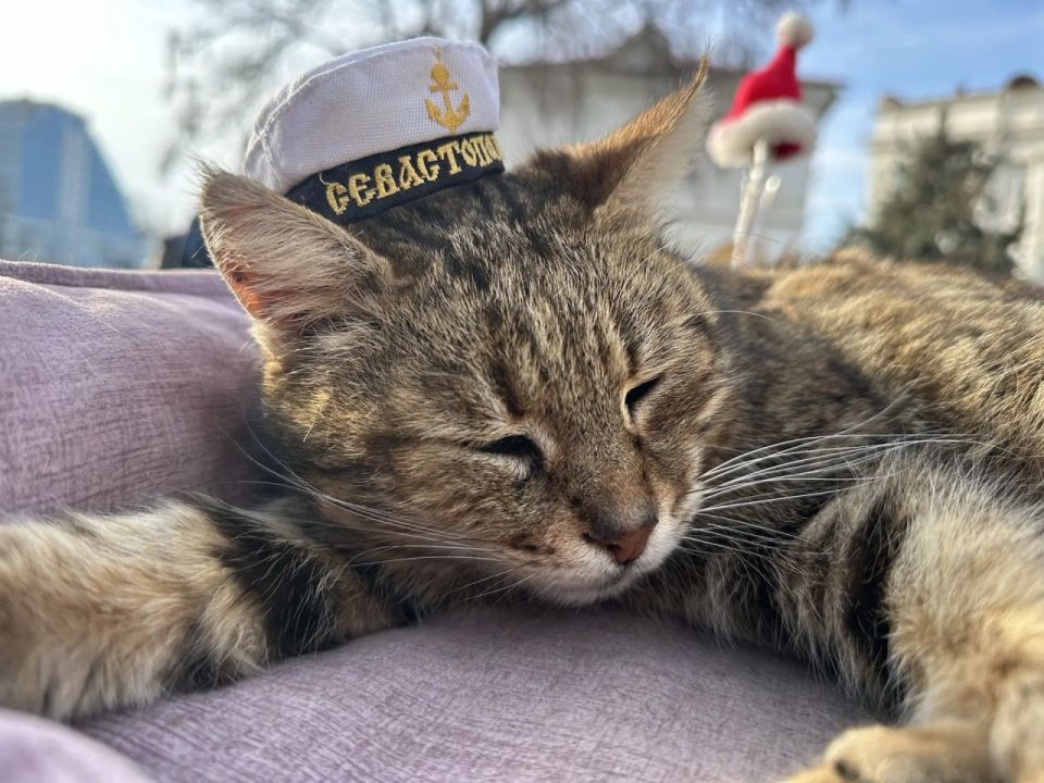 Доброе утро от севастопольского котика! Доброе утро от севастопольского котика!
