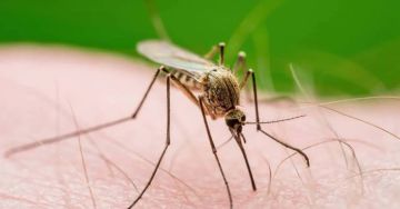 Учёные: некоторые комары начали адаптироваться к репеллентам