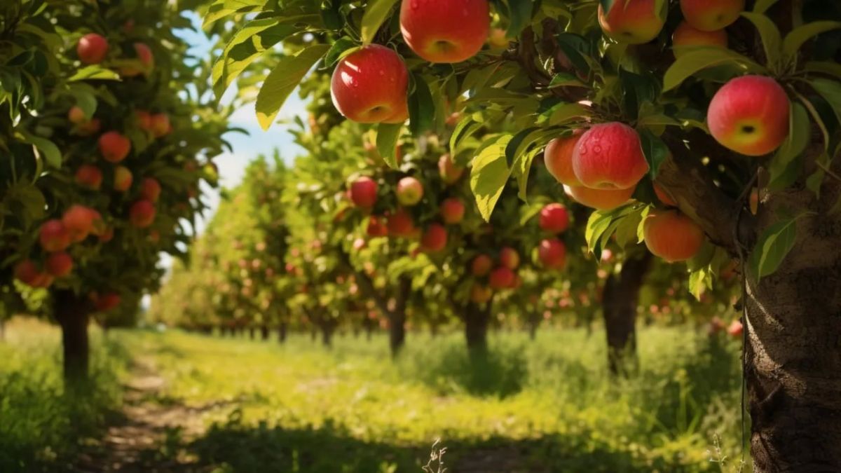 Информируем о начале отбора на предоставление субсидий сельскохозяйственным товаропроизводителям на поддержку производства продукции плодово-ягодных насаждений (закладку питомников)