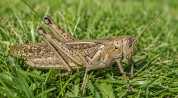 � ����������� ������� ������������� ��������� ��������� ���������� �������