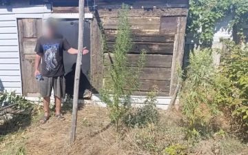 В Мелитополе стражи правопорядка пресекли незаконное культивирование и хранение наркосодержащих растений