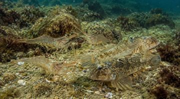 Вылов креветок в Азовском море взлетел в 4000 раз за 10 лет!