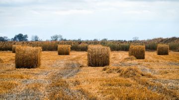В Запорожской области изменили порядок предоставления субсидий аграриям