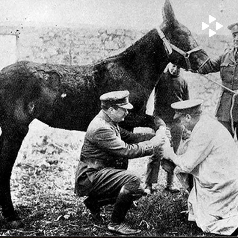 До появления современных ветеринарных клиник здоровье животных целиком зависело от особых мастеров — деревенских коновалов (ветеринаров-ремесленников, которые традиционно занимались обслуживанием и лечением домашней скотины) До появления современных ветеринарных клиник здоровье животных целиком зависело от особых мастеров — деревенских коновалов (ветеринаров-ремесленников, которые традиционно занимались обслуживанием и лечением домашней скотины)